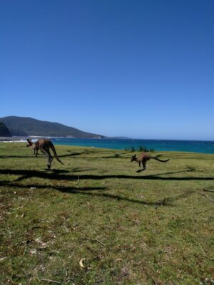Kangaroo On The Beach Australia