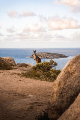 Kangaroo On The Beach Australia