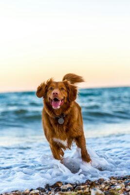  dog beaches sunshine coast