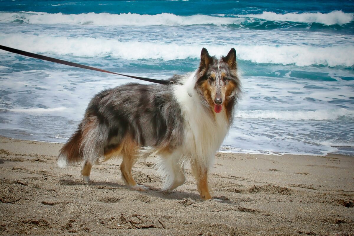 dog beaches sunshine coast