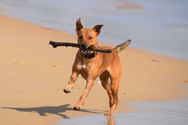 dog beaches sunshine coast